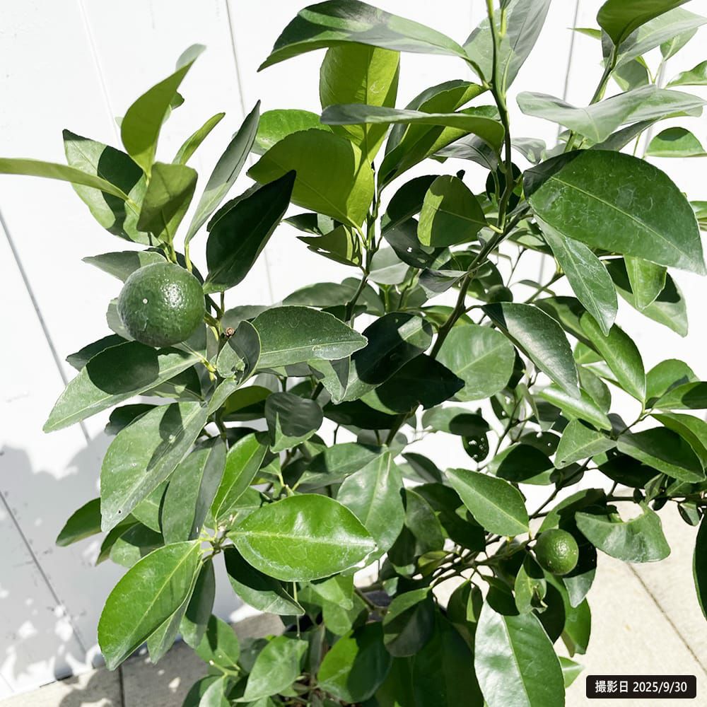 柑橘 亜熱帯性柑橘 シークワーサー 苗 通販 おすすめ 種類 苗木部