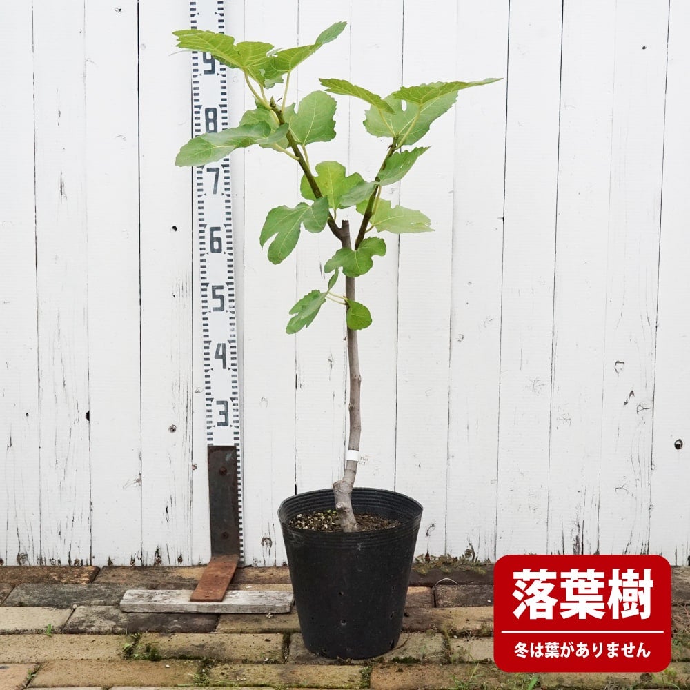 000000009879-02.jpg?size=l&w=