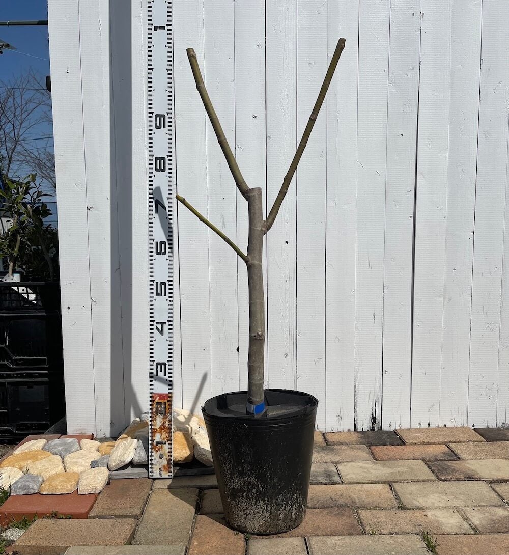 イチジク 秋果専用種 ビオレソリエス 苗 おすすめ 苗木部 By 花ひろば