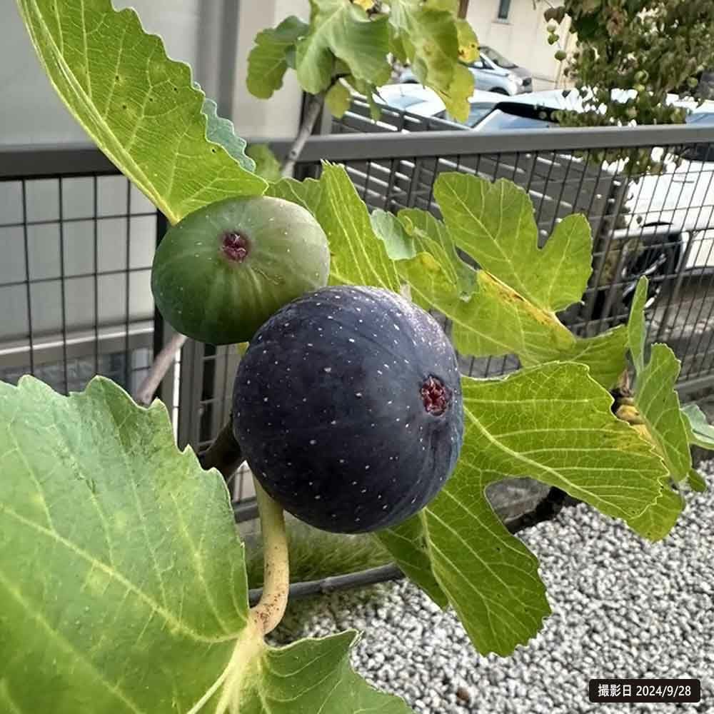 000000009879-05.jpg?size=l&w=