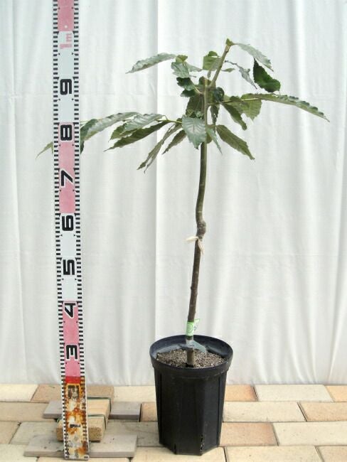 000000109963-02.jpg?size=l&w=