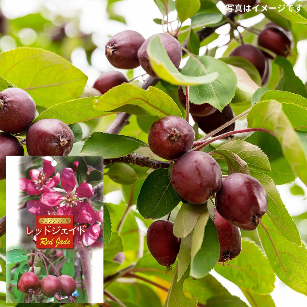 リンゴ クラブアップル スノードリフトの通販 苗木部 By 花ひろば