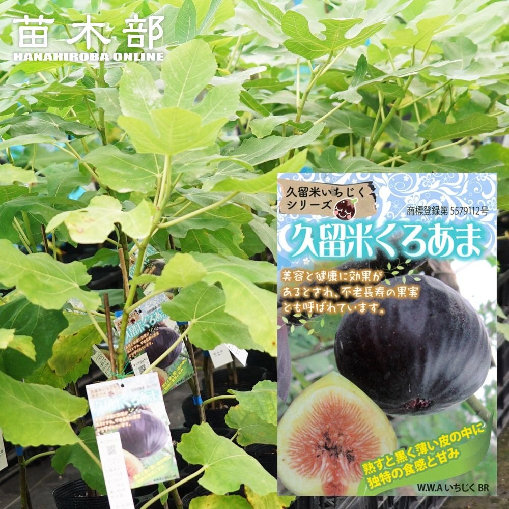 【特大苗！】イチジク「久留米ばさろ」（樹高１００ｃｍ） 000000049515-01.jpg?size=l&w=