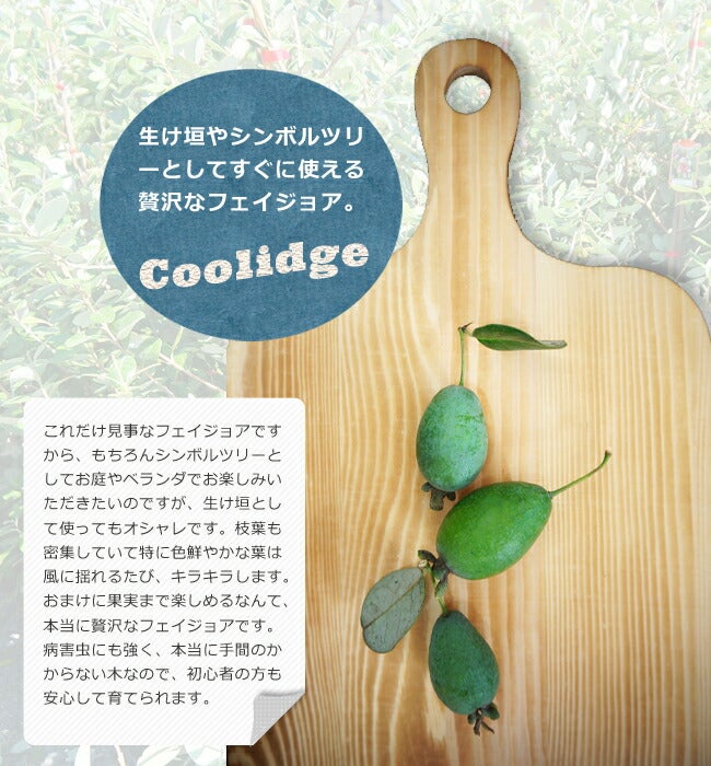 フェイジョア クーリッジ 苗 通販 苗木部 By 花ひろばオンライン