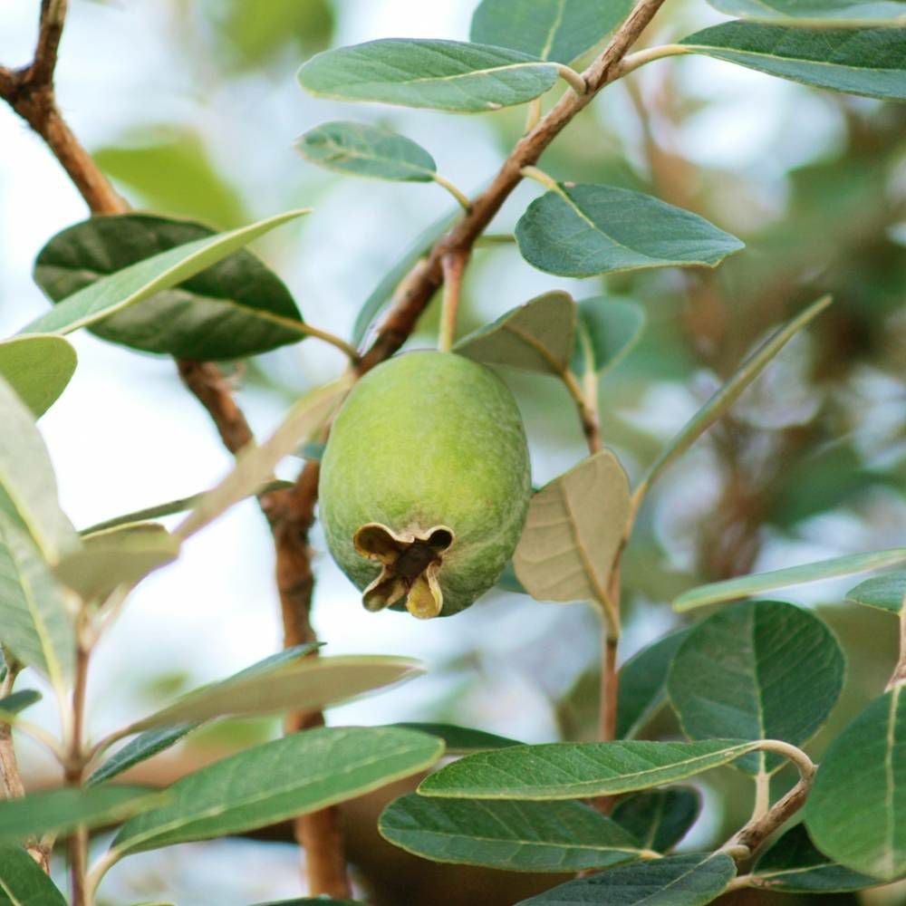 フェイジョア クーリッジ 苗 通販 苗木部 By 花ひろばオンライン