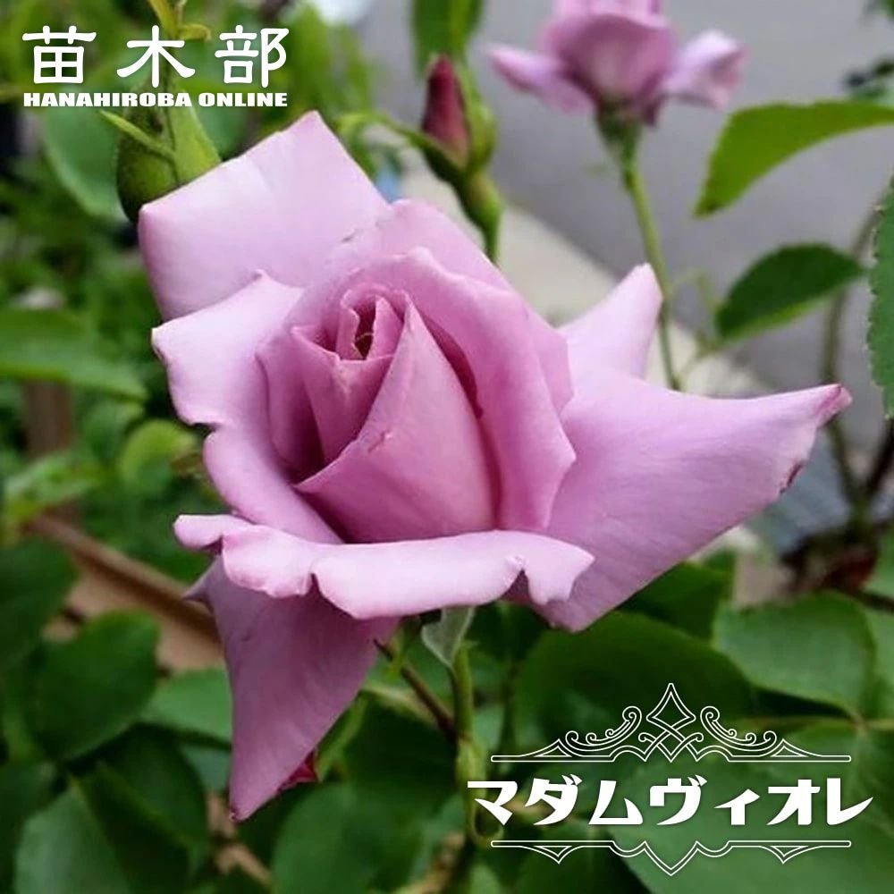 000000010732-01.jpg?size=m&w=