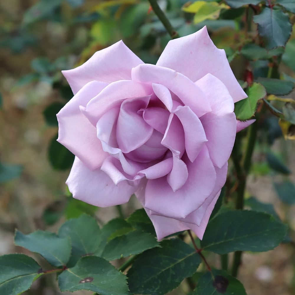 000000010732-05.jpg?size=l&w=