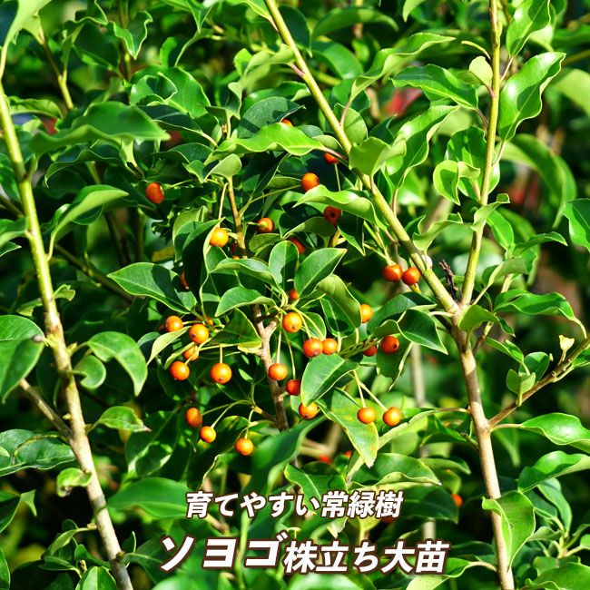 ソヨゴの販売 苗木部 By 花ひろばオンライン