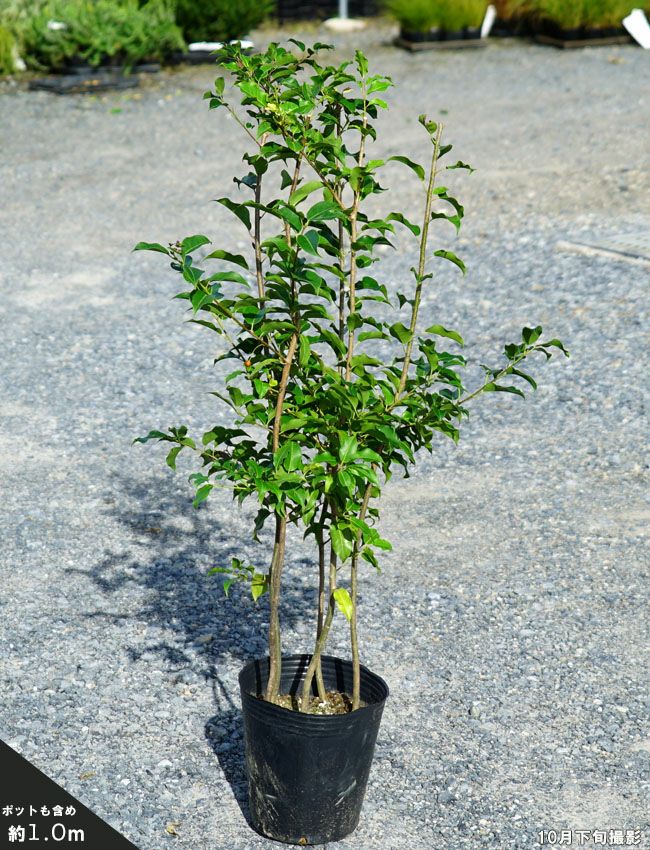 ソヨゴの販売 苗木部 By 花ひろばオンライン