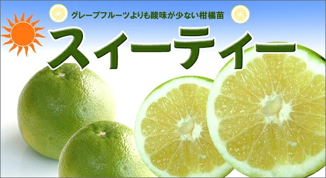 柑橘 タンゼロ スイーティー 苗 販売 苗木部 By 花ひろばオンライン