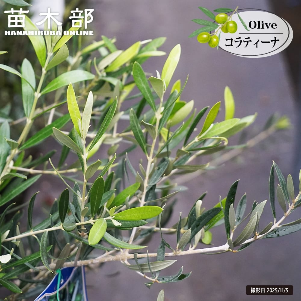 オリーブ レッチーノ 苗 販売 苗木部 By 花ひろばオンライン