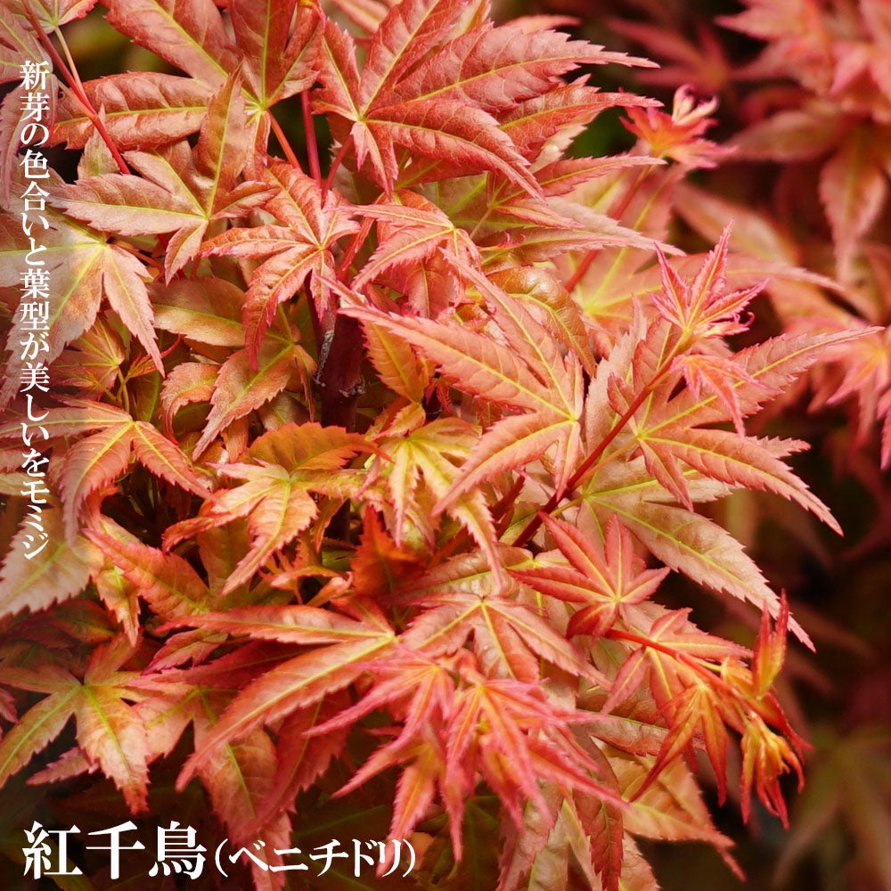 モミジ 【紅千鳥（ベニチドリ）】 テーブルサイズ 鉢植え | 苗木部