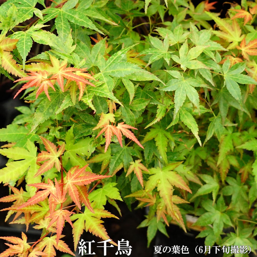 モミジ 【紅千鳥（ベニチドリ）】 テーブルサイズ 鉢植え | 苗木部