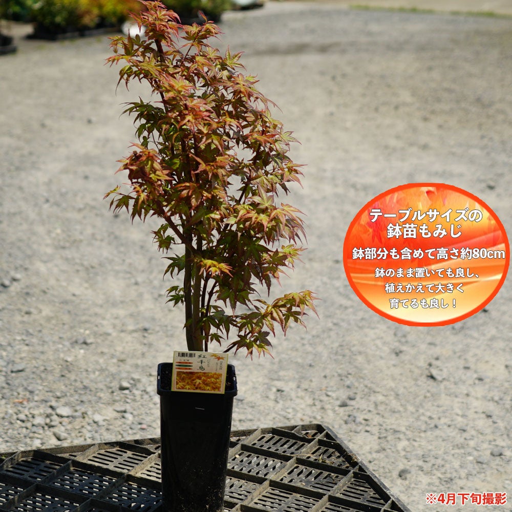 モミジ 【紅千鳥（ベニチドリ）】 テーブルサイズ 鉢植え | 苗木部