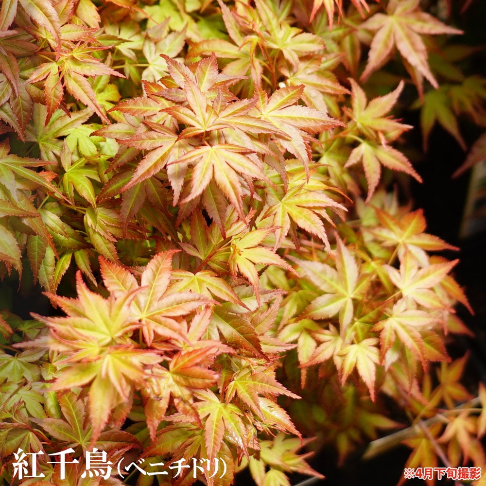 モミジ 【紅千鳥（ベニチドリ）】 テーブルサイズ 鉢植え | 苗木部