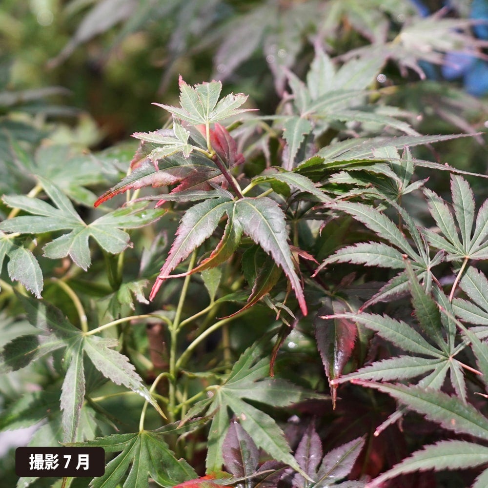 カエデ・もみじ 緋の司 オオモミジ系 苗 販売 苗木部 By 花ひろば