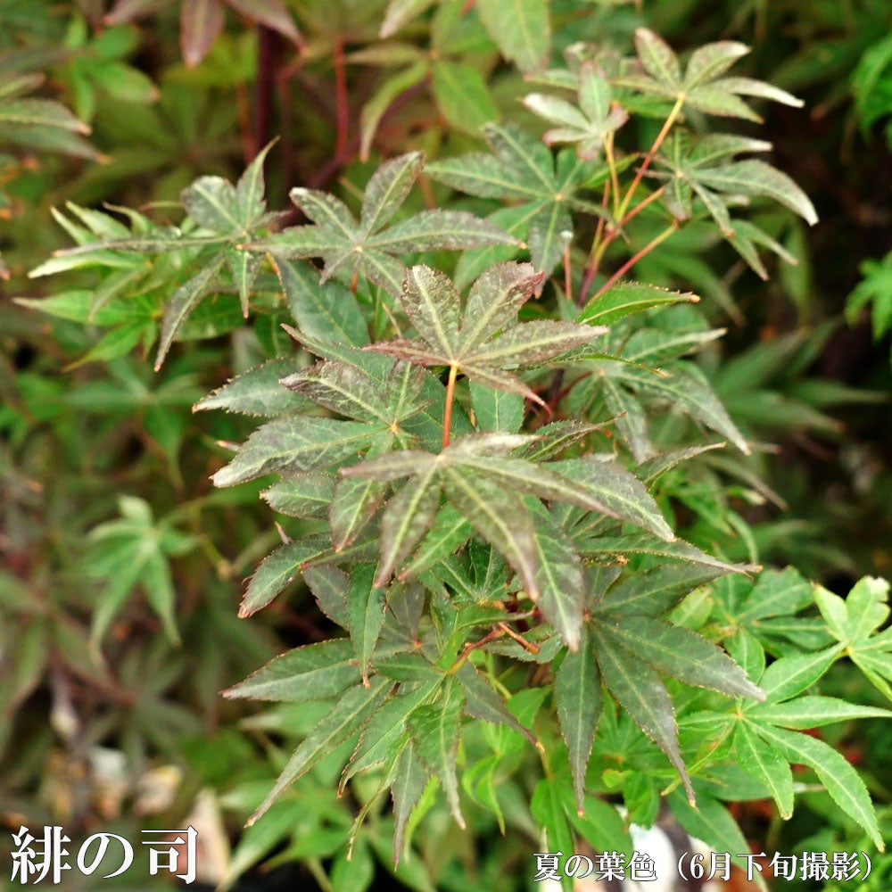 000000010905-06.jpg?size=l&w=