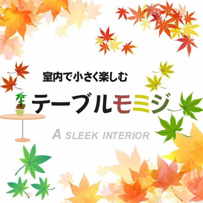 カエデ・もみじ 緋の司 オオモミジ系 苗 販売 苗木部 By 花ひろば