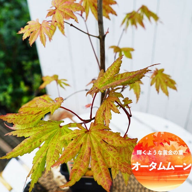 モミジ 【オータムムーン】 テーブルサイズ 鉢植え | 苗木部 本店 By
