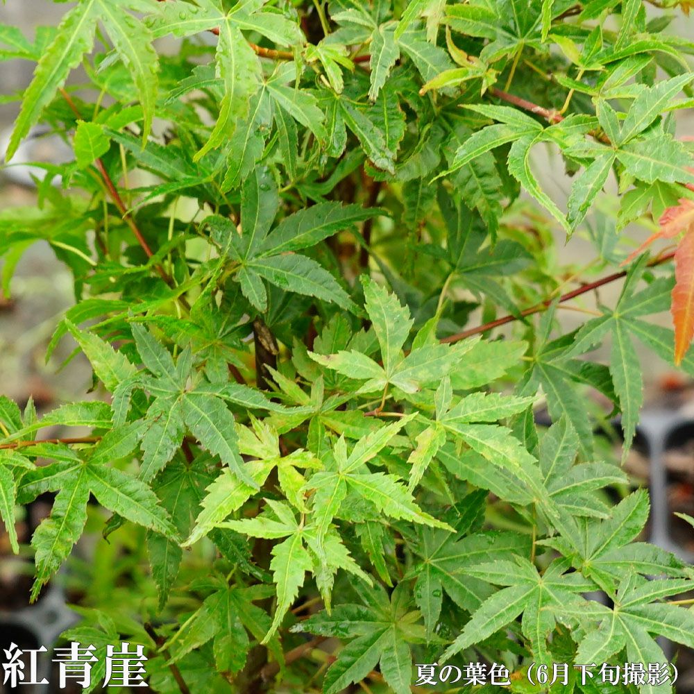 カエデ・もみじ 紅青崖 イロハモミジ系 苗 販売 苗木部 By 花ひろば