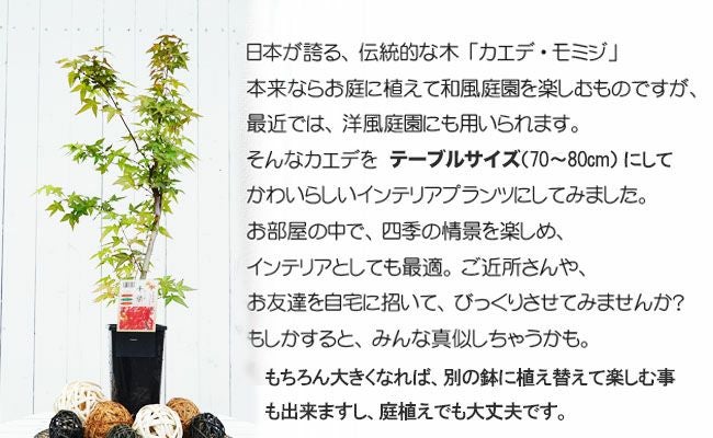 カエデ・もみじ 紅青崖 イロハモミジ系 苗 販売 苗木部 By 花ひろば