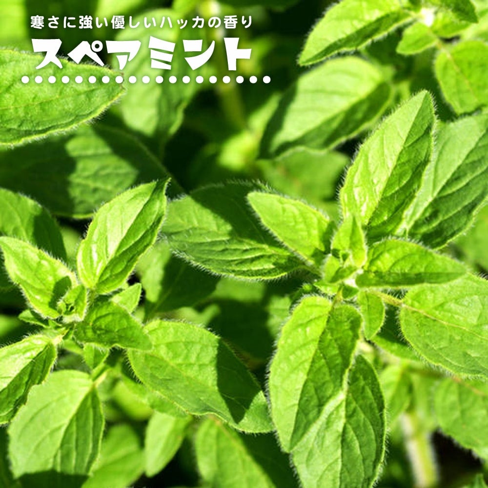 000000011070-01.jpg?size=m&w=