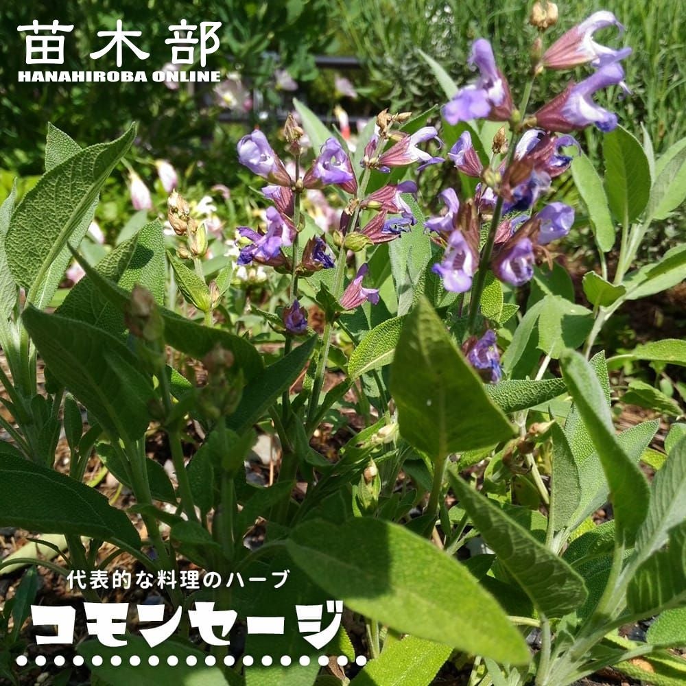休止中　速達　コモンセージ ポットごと　苗　キッチンハーブ　多年草　農薬不使用 000000011074-01.jpg?size=l&w=