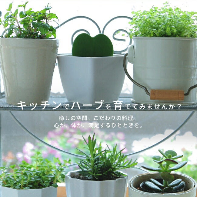サルビア コモンセージ 苗 販売 苗木部 By 花ひろばオンライン
