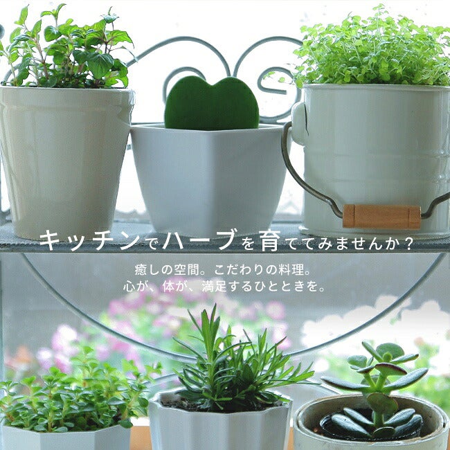赤花クリーピングタイム レッド 苗 販売 苗木部 By 花ひろばオンライン