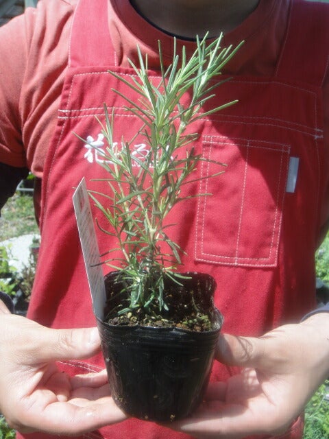 ミスジェサップ 苗 販売 苗木部 By 花ひろばオンライン