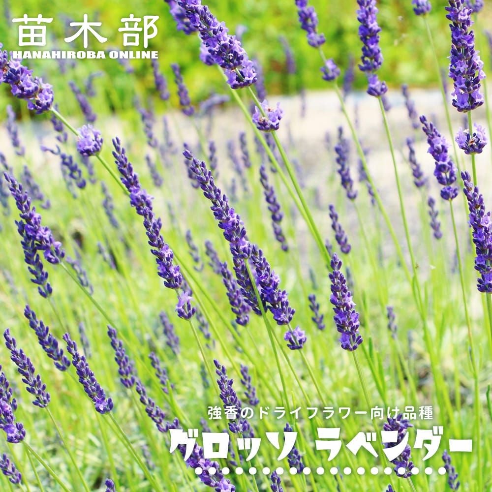 ラベンダー | 苗木部 本店 By 花ひろばオンライン