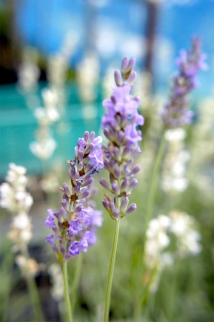ラベンダー ラバンディン系 グロッソ 苗 販売 苗木部 By 花ひろば