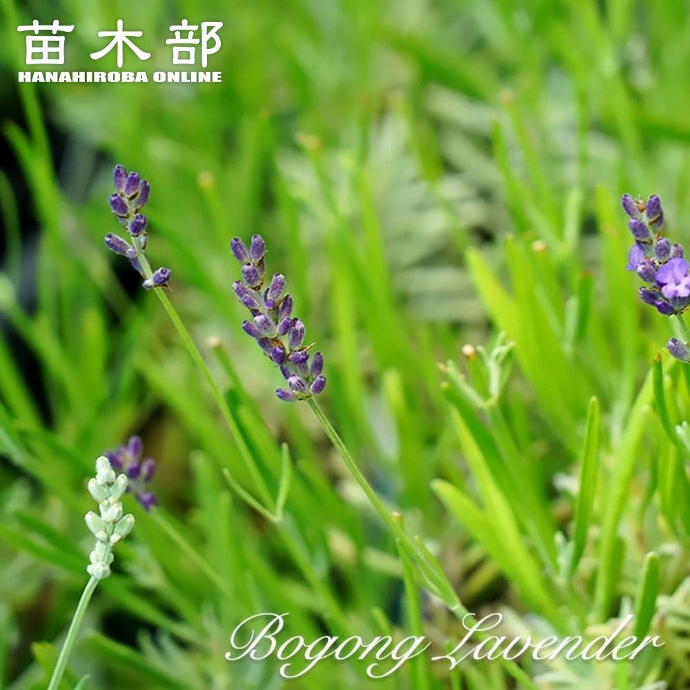 000000011094-01.jpg?size=l&w=