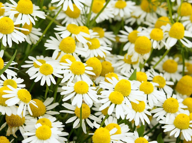 カモミール ローマンカモミール 苗 販売 苗木部 By 花ひろばオンライン