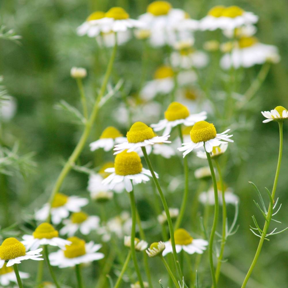 000000011096-05.jpg?size=l&w=