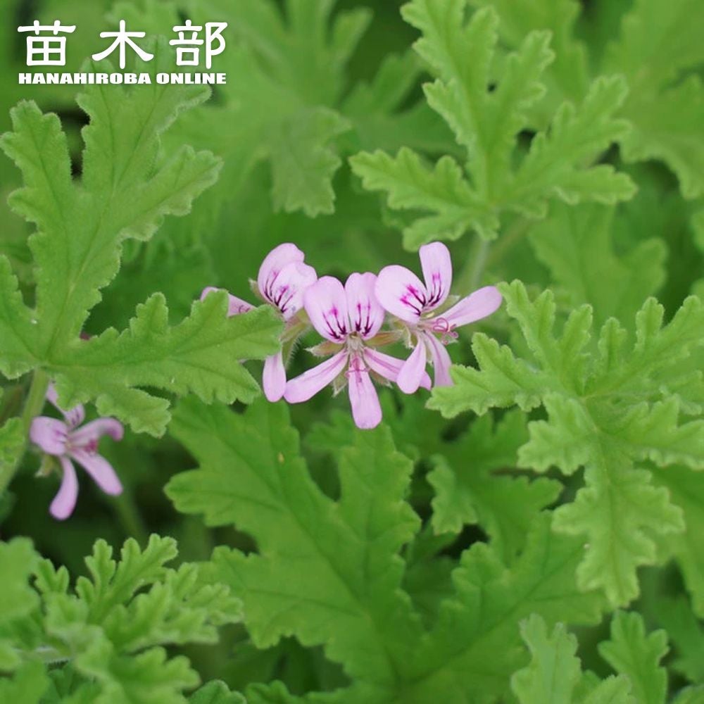 000000011097-01.jpg?size=m&w=