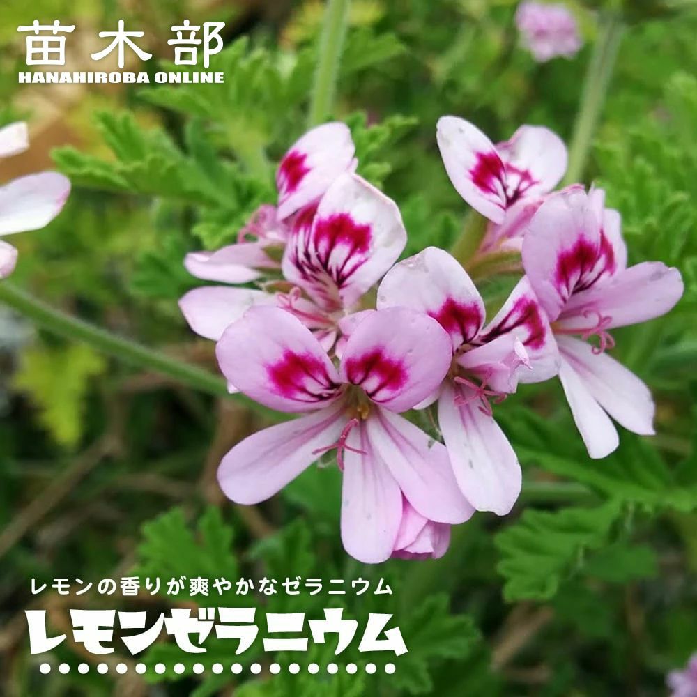 000000011098-01.jpg?size=l&w=