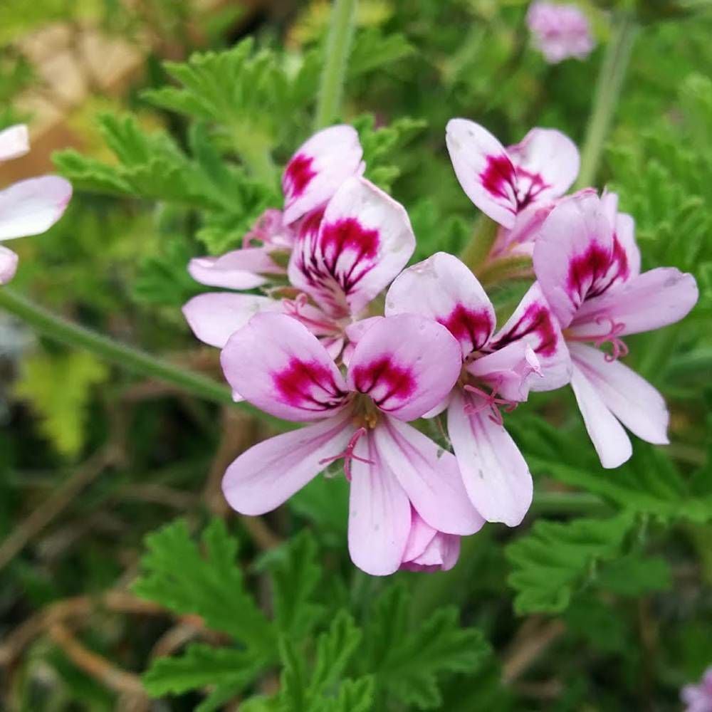 000000011098-06.jpg?size=l&w=