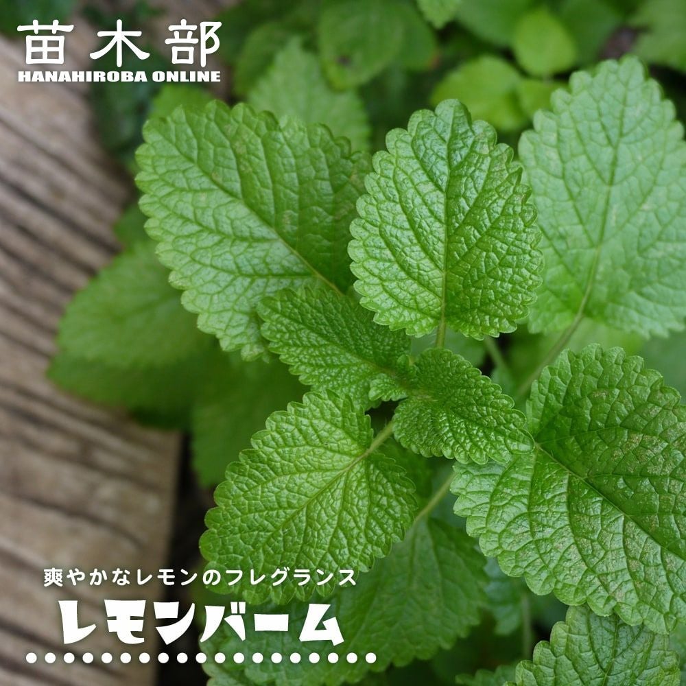 000000011099-01.jpg?size=l&w=