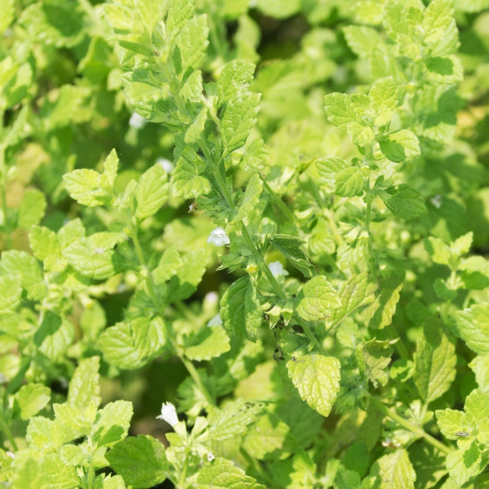 レモンバーム レモンバーム 苗 販売 苗木部 By 花ひろばオンライン