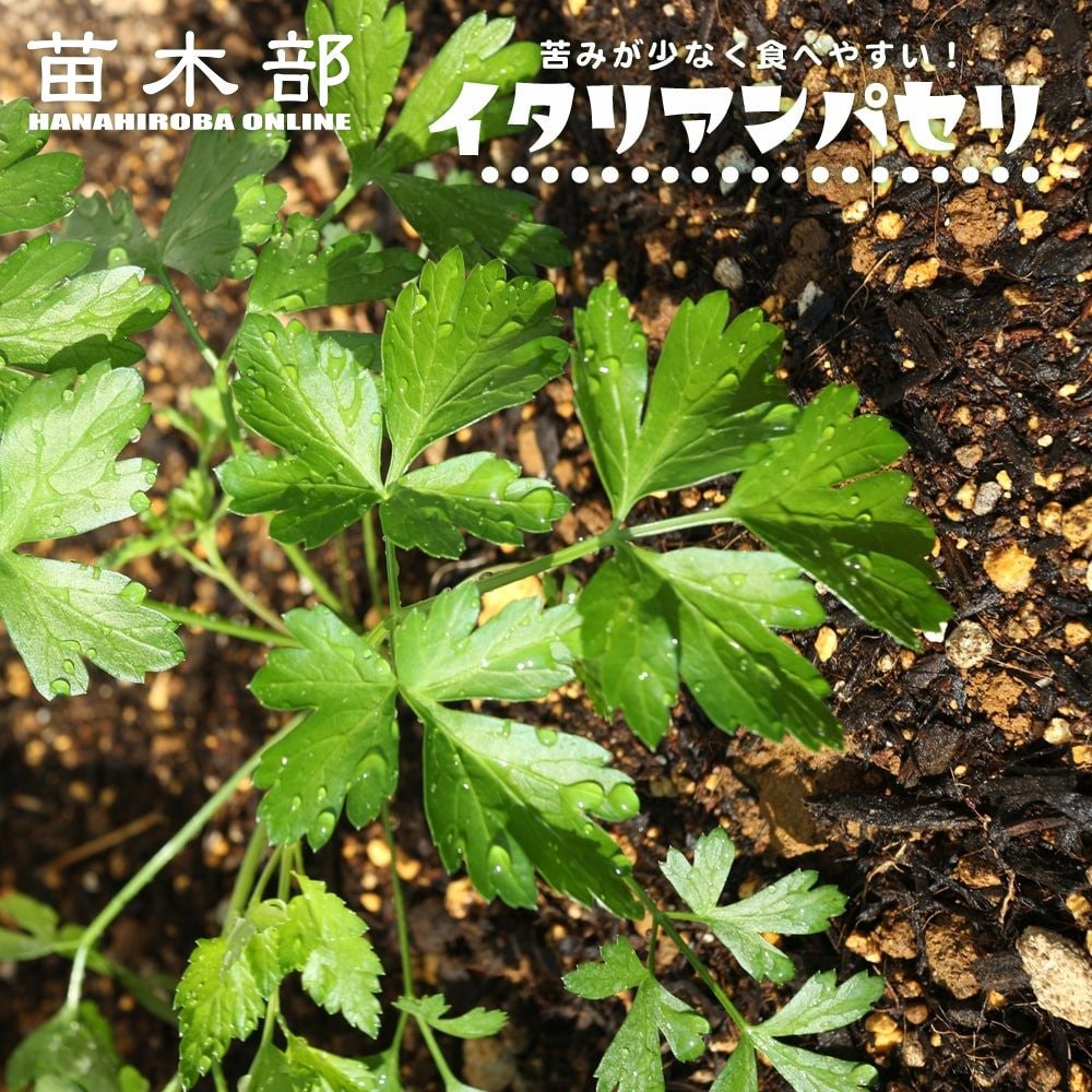 000000011103-01.jpg?size=l&w=