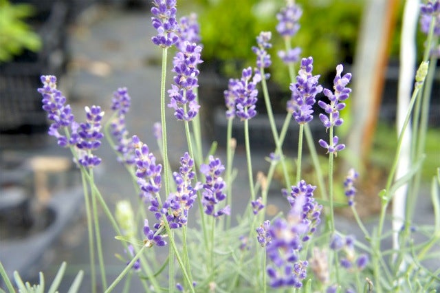 柑橘 レモン リスボンレモン 苗 苗木通販 苗木部 By 花ひろばオンライン