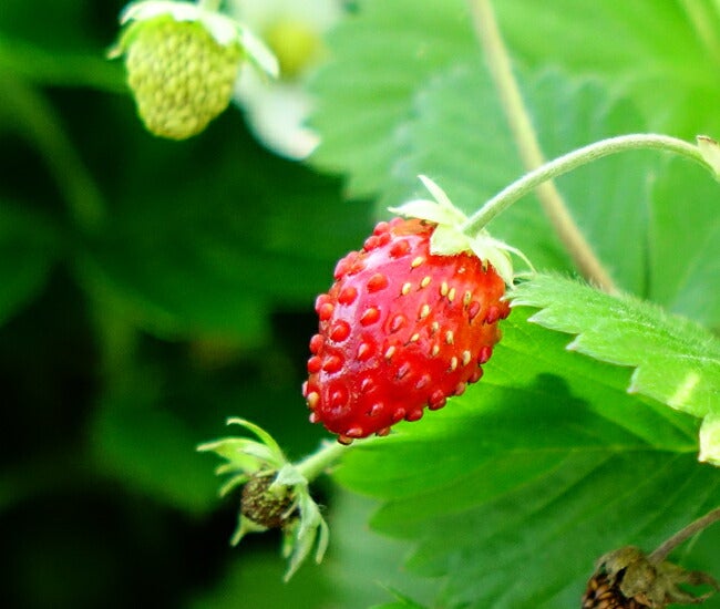 000000011119-01.jpg?size=l&w=