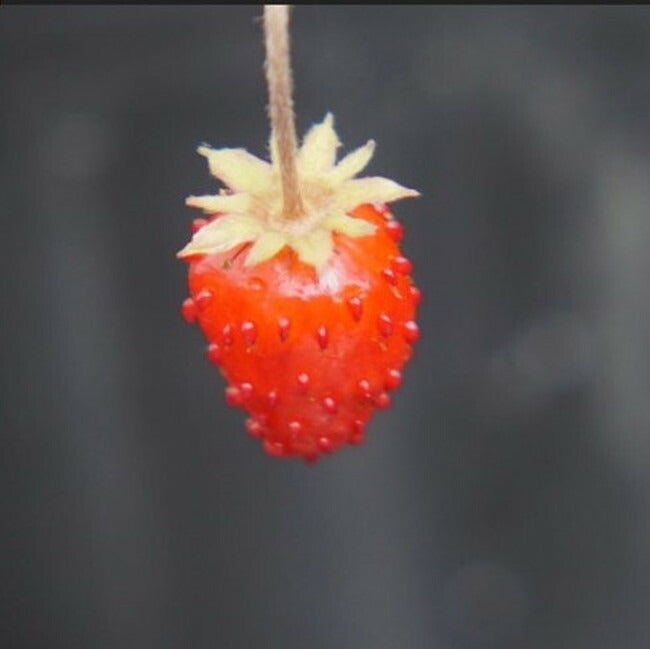 ワイルドストロベリー 赤実 苗 販売 苗木部 By 花ひろばオンライン