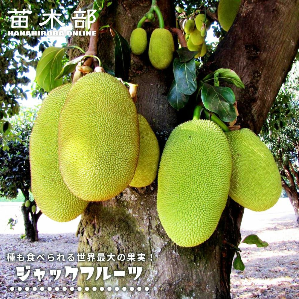 000000111179-01.jpg?size=l&w=