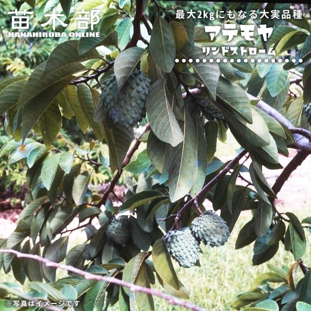 アテモヤ 台湾ジャイアント 苗 販売 苗木部 By 花ひろばオンライン