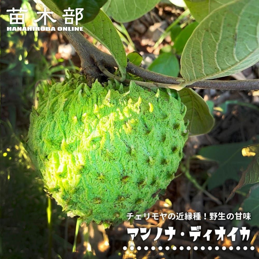 000000111182-01.jpg?size=l&w=