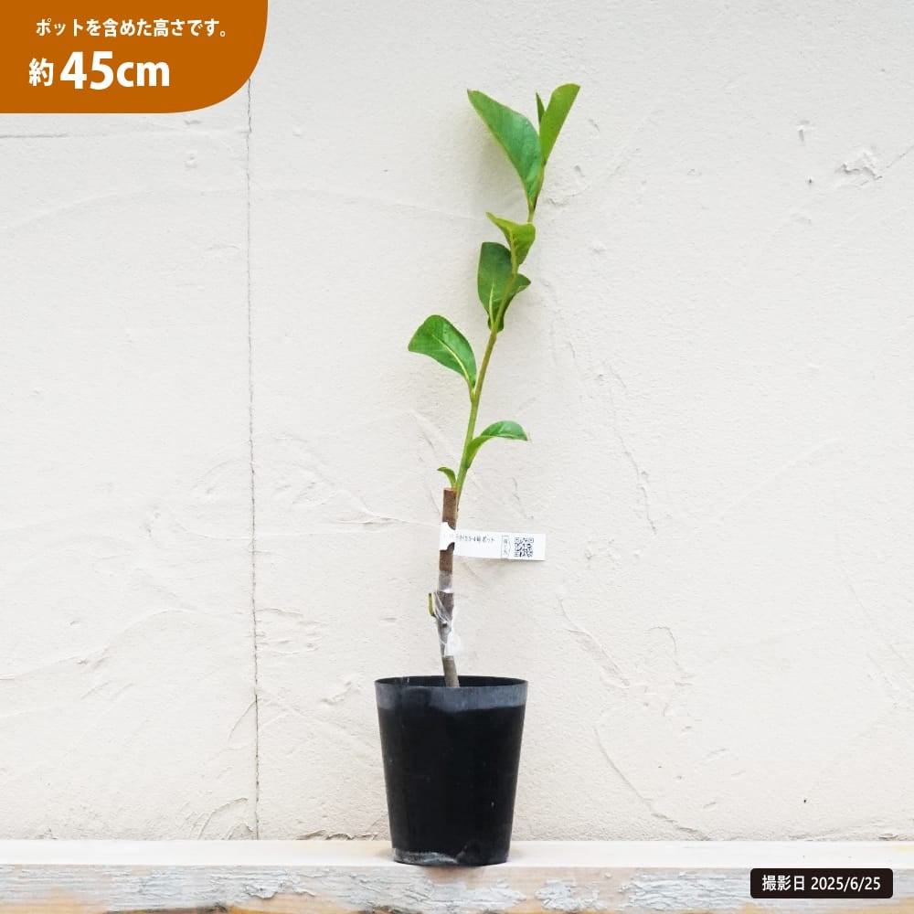 バンレイシ アンノナ ディオイカ 苗 販売 苗木部 By 花ひろばオンライン