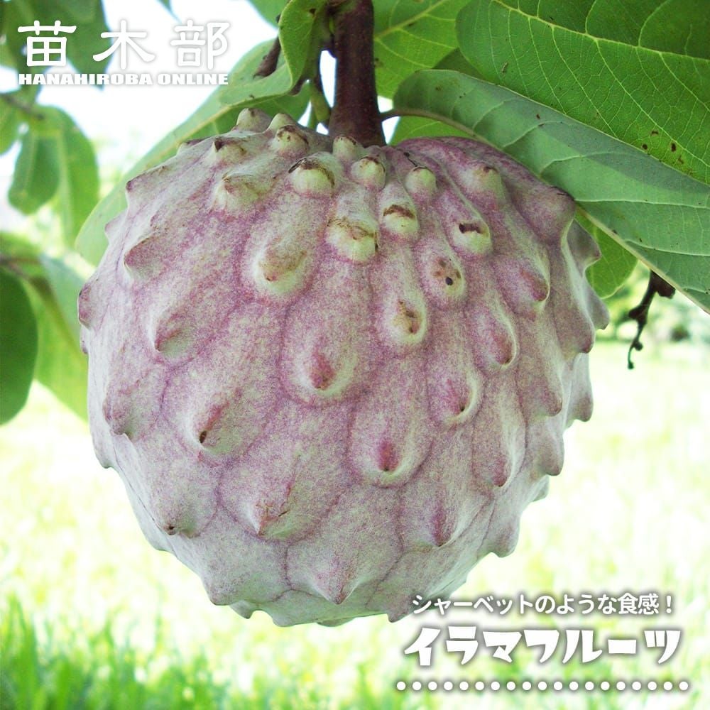 アビウ ジャイアント ゴールデン 苗 販売 苗木部 By 花ひろばオンライン