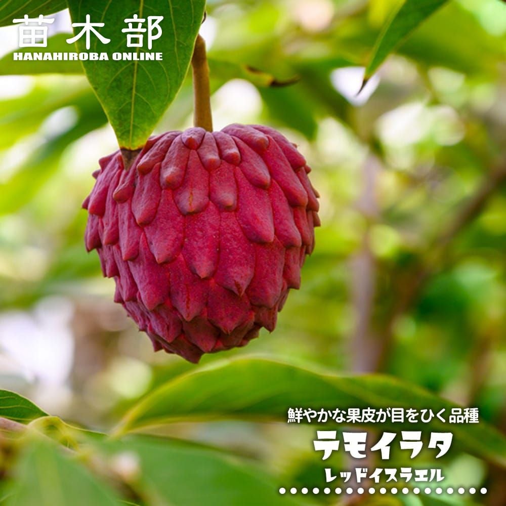 アンノナ(アテモヤ、チェリモヤなど) | 苗木部 本店 By 花ひろばオンライン